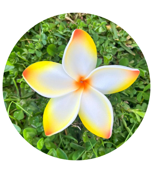 Plumeria small  #LOR10