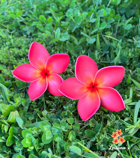 Plumeria small  #LOR10