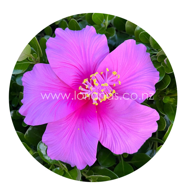 LARISA Large Hibiscus