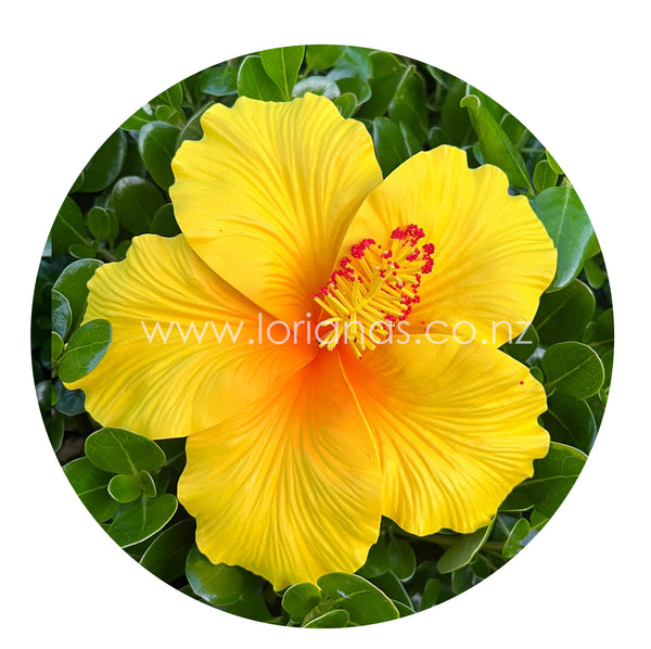 LARISA Large Hibiscus