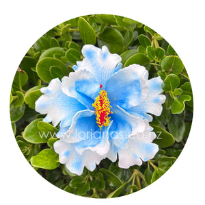 Hibiscus #LOR06